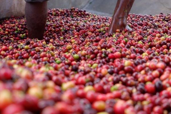 Namnet "Monsooned Malabar" är exklusivt associerat med monsooned kaffe som tillverkas och bearbetas under de unika naturliga förhållandena på Malabarkusten.