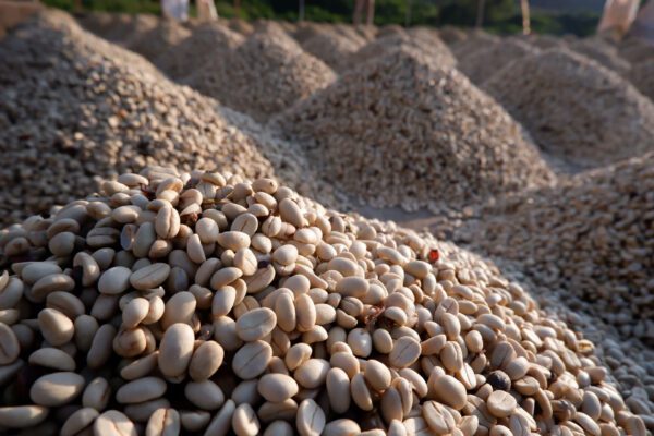 Vår monsooning-process för råkaffe utförs på Malabarkusten, Mangalore, under den aktiva sydvästmonsunsäsongen (juni-september) i hög luftfuktighet.